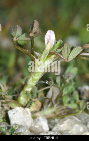 Vogels-Fuß Klee oder BOCKSHORNKLEE Trifolium Ornithopodioides (Fabaceae) Stockfoto