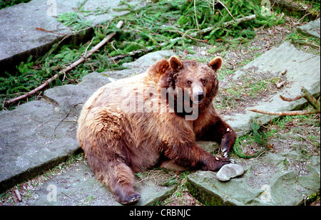 Die Baerengraben in Bern Stockfoto