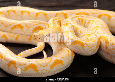 Retikuliert Python Schlange aus Indonesien. Stockfoto