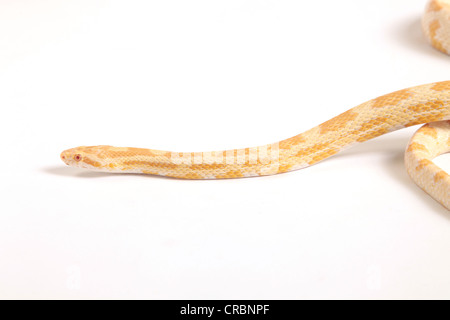 Retikuliert Python Schlange aus Indonesien. Stockfoto