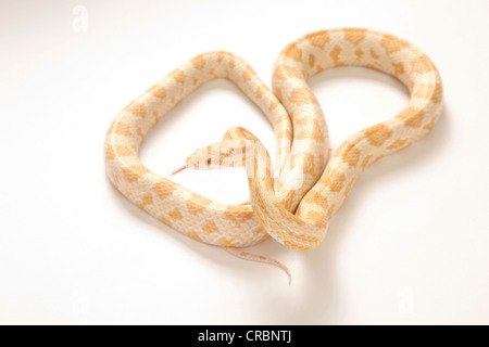 Retikuliert Python Schlange aus Indonesien. Stockfoto