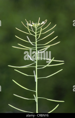 ACKERSCHMALWAND Arabidopsis Thaliana (Brassicaceae) Stockfoto