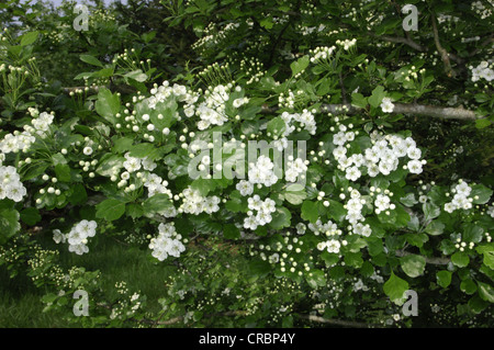 Midland Weißdorn Crataegus Laevigata (Rosengewächse) Stockfoto