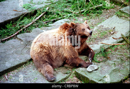 Die Baerengraben in Bern Stockfoto