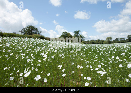 Blumenwiese unter blauem Himmel Stockfoto