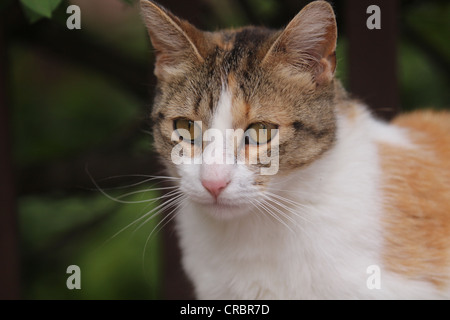 Calico Katze Kopf und Schultern Stockfoto