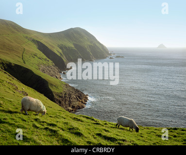 Schafbeweidung auf ländlichen Hügel Stockfoto