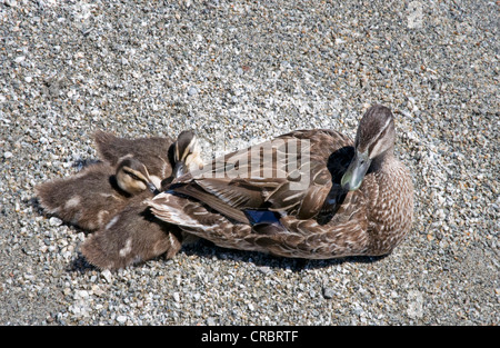 Weibliche Stockente und drei Entenküken am Lake Wanaka auf der Südinsel Neuseelands Stockfoto