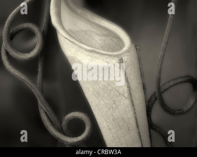 Cloe, der Kannenpflanze mit Ranken. Oregon Stockfoto