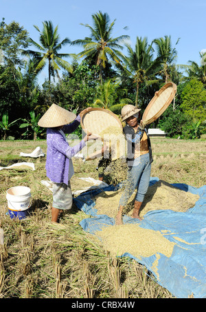 Frauen arbeiten in einem Reisfeld Tegalalang, Ubud, Bali, Indonesien, Südostasien Stockfoto