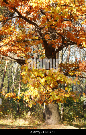 Riesige alte Eiche mit schönen gelben Blätter. Herbst-Landschaft Stockfoto