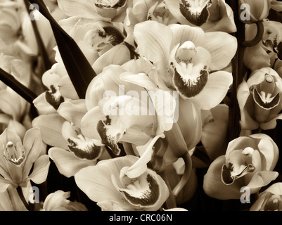 Nahaufnahme von Cymbidium Orchidee. Oregon Stockfoto