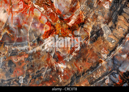 Versteinerte Bäume, fossiles Holz, Querschnitt, Bryce-Canyon-Nationalpark, Utah, Vereinigte Staaten von Amerika, USA Stockfoto