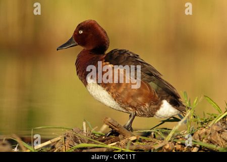 Eisenhaltige Ente (Aythya Nyroca) männlich Stockfoto