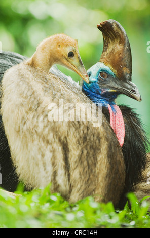 Südlichen oder Double-Wattled Helmkasuar (Casuarius Casuarius), männliche Küken, Atherton Tablelands, Queensland, Australien WILD Stockfoto