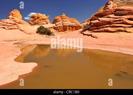 Gehirn-Felsen und Pool von Regen-Wasser, Top Rock, südlichen Eingang zum The Wave Sandsteinformation, North Coyote Buttes, Paria Stockfoto