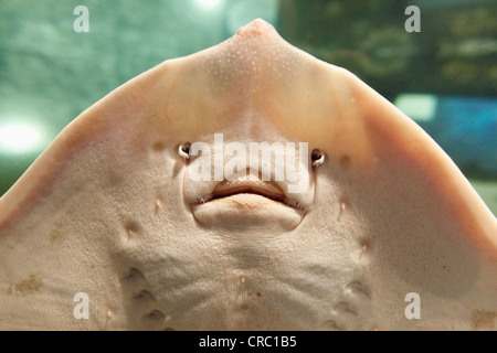 Ray (Batoidea), Aquarium Exploris, Portaferry, County Down, Nordirland, Irland, Vereinigtes Königreich, Europa Stockfoto