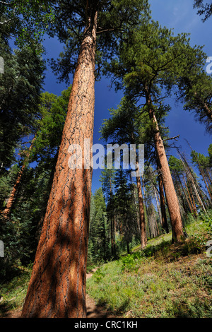 Ponderosa Pine, Bull Kiefer, Black Jack Pine oder Western Yellow Pine (Pinus Ponderosa) entlang Widforss Stockfoto