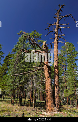 Ponderosa Pine, Bull Kiefer, Black Jack Pine oder Western Yellow Pine (Pinus Ponderosa), mit besonders feuerfeste Rinde Stockfoto