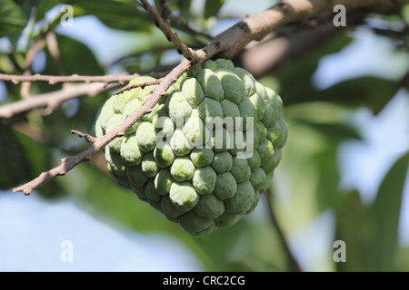 Custard Apple auf dem Baum Stockfoto