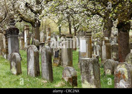 Jüdischer Friedhof in Hagenbach in Pretzfeld, Kirsche blüht, Fränkische Schweiz, Oberfranken, Franken, Bayern Stockfoto