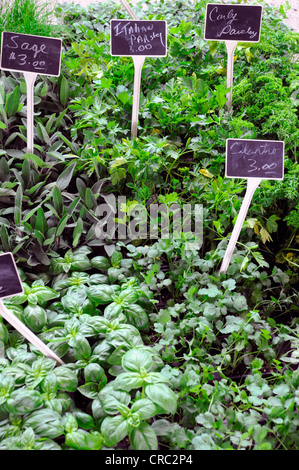 KRÄUTER ZUM VERKAUF, BAUERNMARKT, ANN ARBOR, MICHIGAN, USA Stockfoto