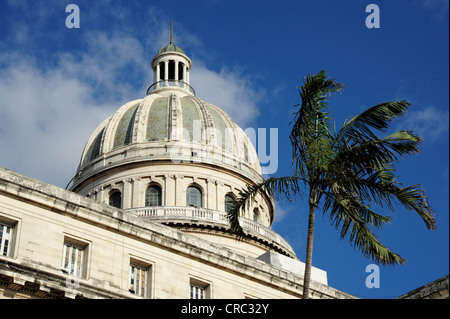 Palme vor dem nationalen Capitol Gebäude im Neo-klassizistischen Stil erbaut, Innenstadt von Havanna, Centro Habana, Cuba Stockfoto