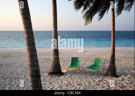 Zwei grüne liegen zwischen Palmen am Strand, Insel Cayo Levisa, Provinz Pinar del Rio, Kuba, große Antillen Stockfoto