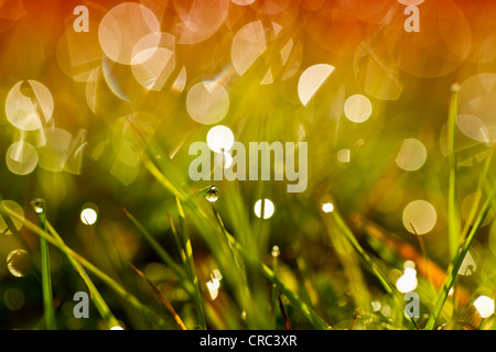 Tautropfen auf Rasen Stockfoto