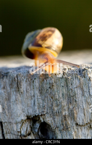 Schnecke kriecht über ein Stück Holz Stockfoto