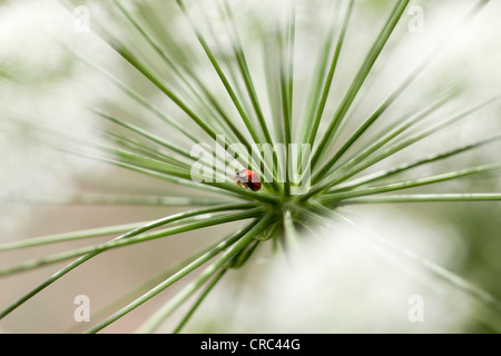 Marienkäfer (Coccinella SP.), auf Blume reg Schafgarbe (Achillea Millefolium), Deutschland, Europa Stockfoto