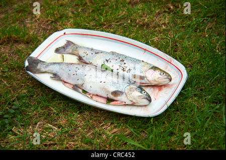 Frische Forelle vom Grill, Holzkohle Grill draußen Stockfoto