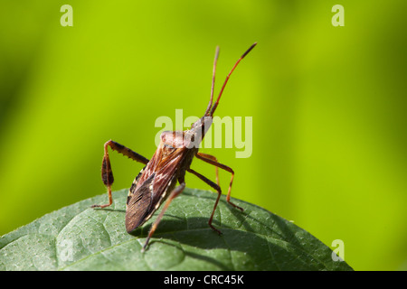 Dock-Bug (Coreus Marginatus), auf einem Blatt, Deutschland, Europa Stockfoto