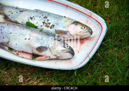 Frische Forelle vom Grill, Holzkohle Grill draußen Stockfoto