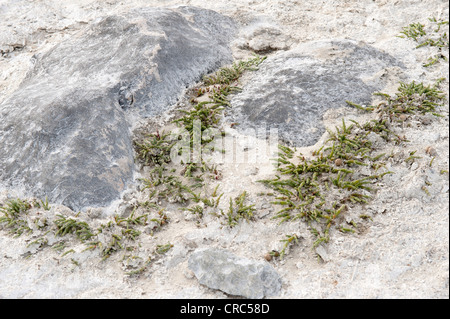 Mehrjährige Queller oder Pickleweed (Salicornia Ambigua = Sarcocornia Perennis) wächst auf Salinen Estancia Bon Accord El Calafate Stockfoto