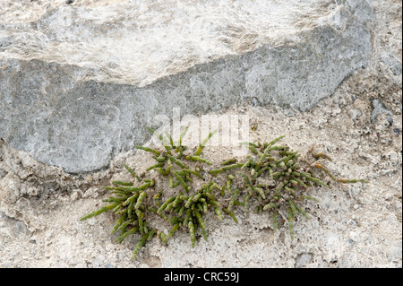 Mehrjährige Queller oder Pickleweed (Salicornia Ambigua = Sarcocornia Perennis) wächst auf Salinen Estancia Bon Accord El Calafate Stockfoto