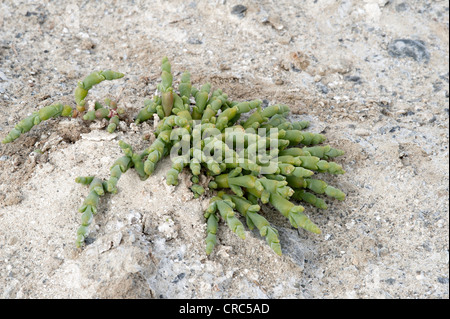 Mehrjährige Queller oder Pickleweed (Salicornia Ambigua = Sarcocornia Perennis) wächst auf Salinen Estancia Bon Accord El Calafate Stockfoto