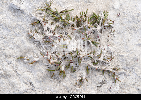 Mehrjährige Queller oder Pickleweed (Salicornia Ambigua = Sarcocornia Perennis) wächst auf Salinen Estancia Bon Accord El Calafate Stockfoto