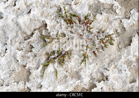 Mehrjährige Queller oder Pickleweed (Salicornia Ambigua = Sarcocornia Perennis) wächst auf Salinen Estancia Bon Accord El Calafate Stockfoto