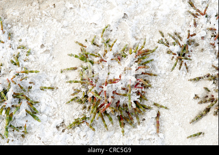 Mehrjährige Queller oder Pickleweed (Salicornia Ambigua = Sarcocornia Perennis) wächst auf Salinen Estancia Bon Accord El Calafate Stockfoto