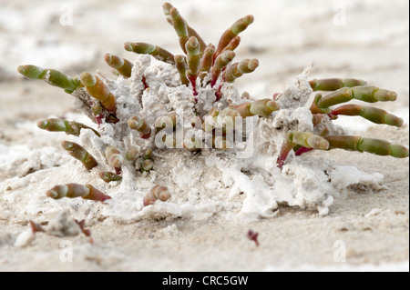 Mehrjährige Queller oder Pickleweed (Salicornia Ambigua = Sarcocornia Perennis) wächst auf Salinen Estancia Bon Accord El Calafate Stockfoto