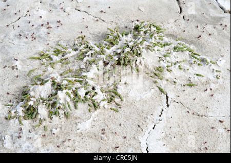 Mehrjährige Queller oder Pickleweed (Salicornia Ambigua = Sarcocornia Perennis) wächst auf Salinen Estancia Bon Accord El Calafate Stockfoto