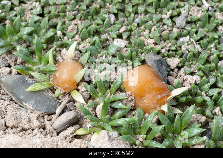 Balsam Moor (Bolax Gummifera) Blättern und Harz Nahaufnahme Estancia Bon Accord Straße 11 El Calafate Santa Cruz Patagonien Argentinien Stockfoto