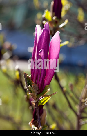 'Susan' Lily Magnolia, Rosenmagnolia (Magnolia liliiflora) Stockfoto