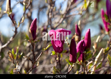 'Susan' Lily Magnolia, Rosenmagnolia (Magnolia liliiflora) Stockfoto