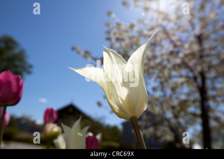 Apporo's 'Lily blühenden Tulpe, Liljetulpan (Tulipa gesneriana) Stockfoto