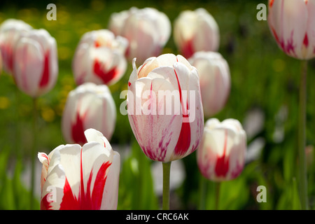 "Burning Heart" Darwin Hybrid Tulip, Darwinhybridtulpan (Tulipa Hybrid) Stockfoto