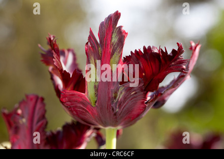 "Black Parrot' Papagei Tulpe, Papegoya Tulpan (Tulipa gesneriana) Stockfoto