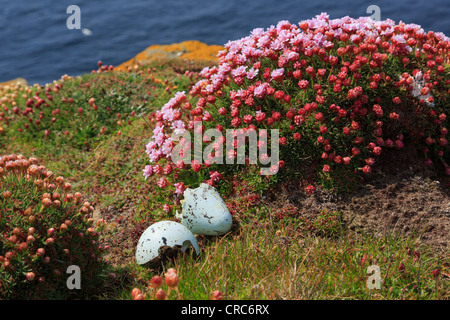 Vordatierte Ei von Guillemot (Uria Aalge) auf Seacliff Nistplatz mit Klumpen von Sparsamkeit oder Sea Pink (Armeria Maritima) Blumen Orkney Islands-Schottland-Großbritannien Stockfoto