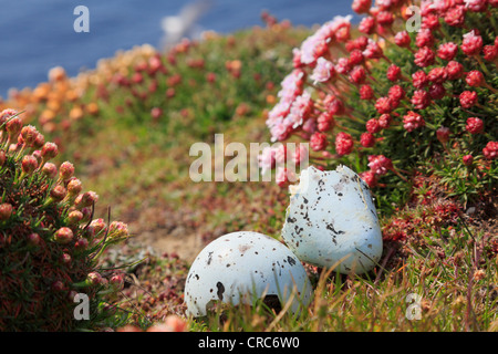 Vordatierte und leere Ei von Guillemot (Uria Aalge) auf Seacliffs Nistplatz Noupe Kopf RSPB Reserve Westray Orkneyinseln Schottland, Vereinigtes Königreich Stockfoto